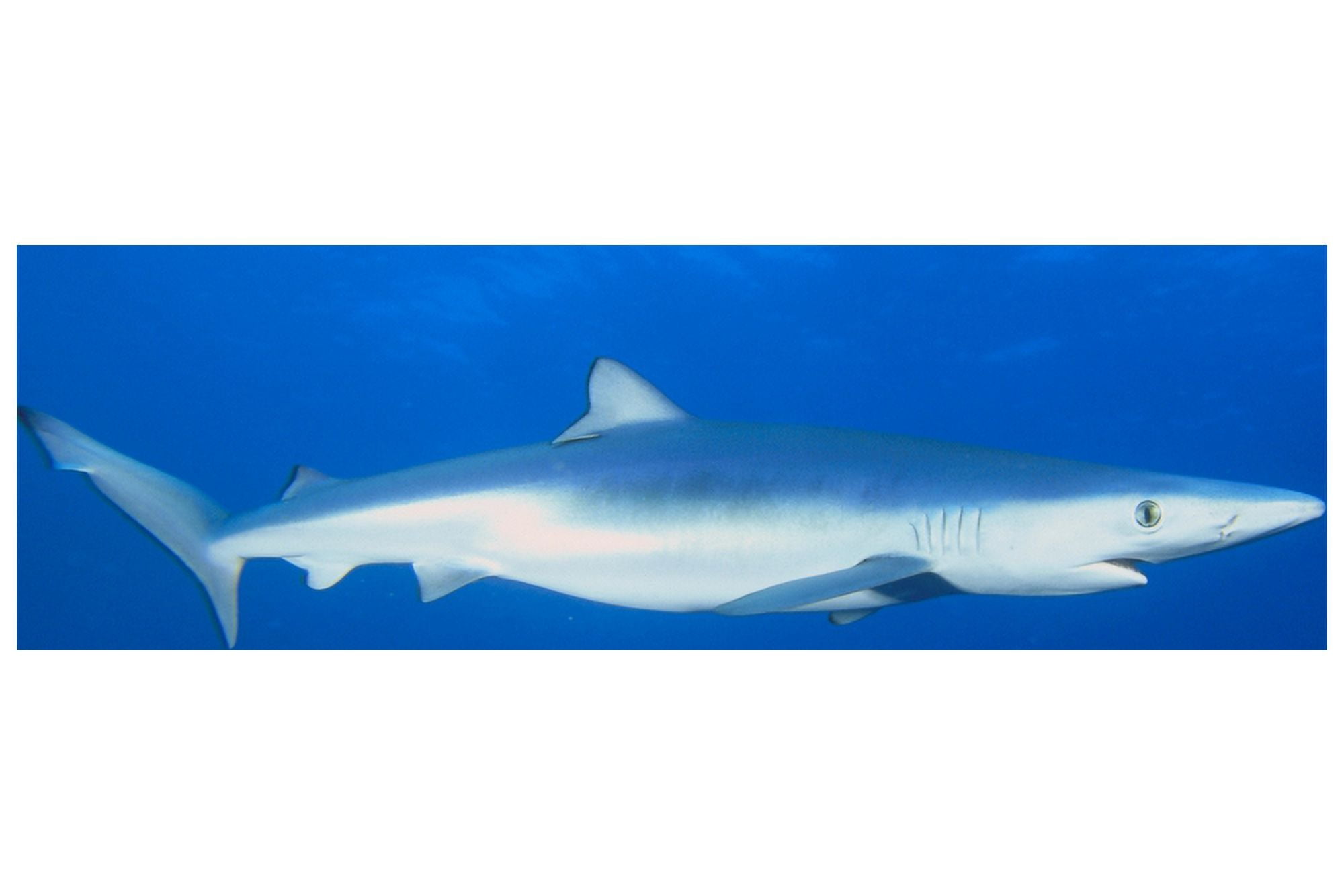 California Blue Shark (Prionace Glauca) Clear Blue Water Near Surface Side View Canvas Art - Dave Fleetham Design Pics (38 x 24)