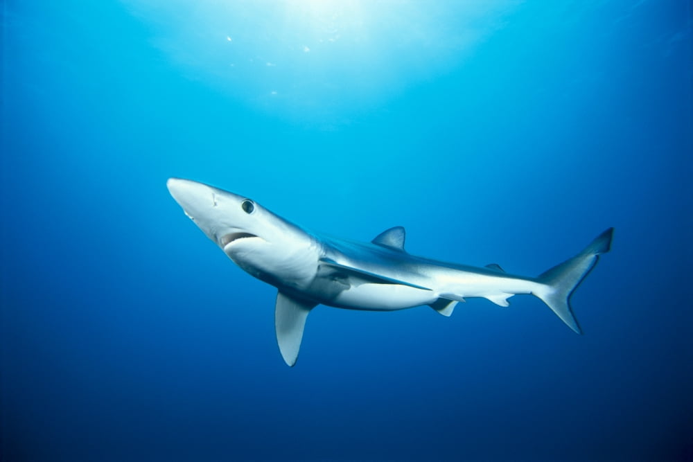 California Blue Shark (Prionace Glauca) Clear Blue Water Sunburst Canvas Art - Dave Fleetham Design Pics (38 x 24)