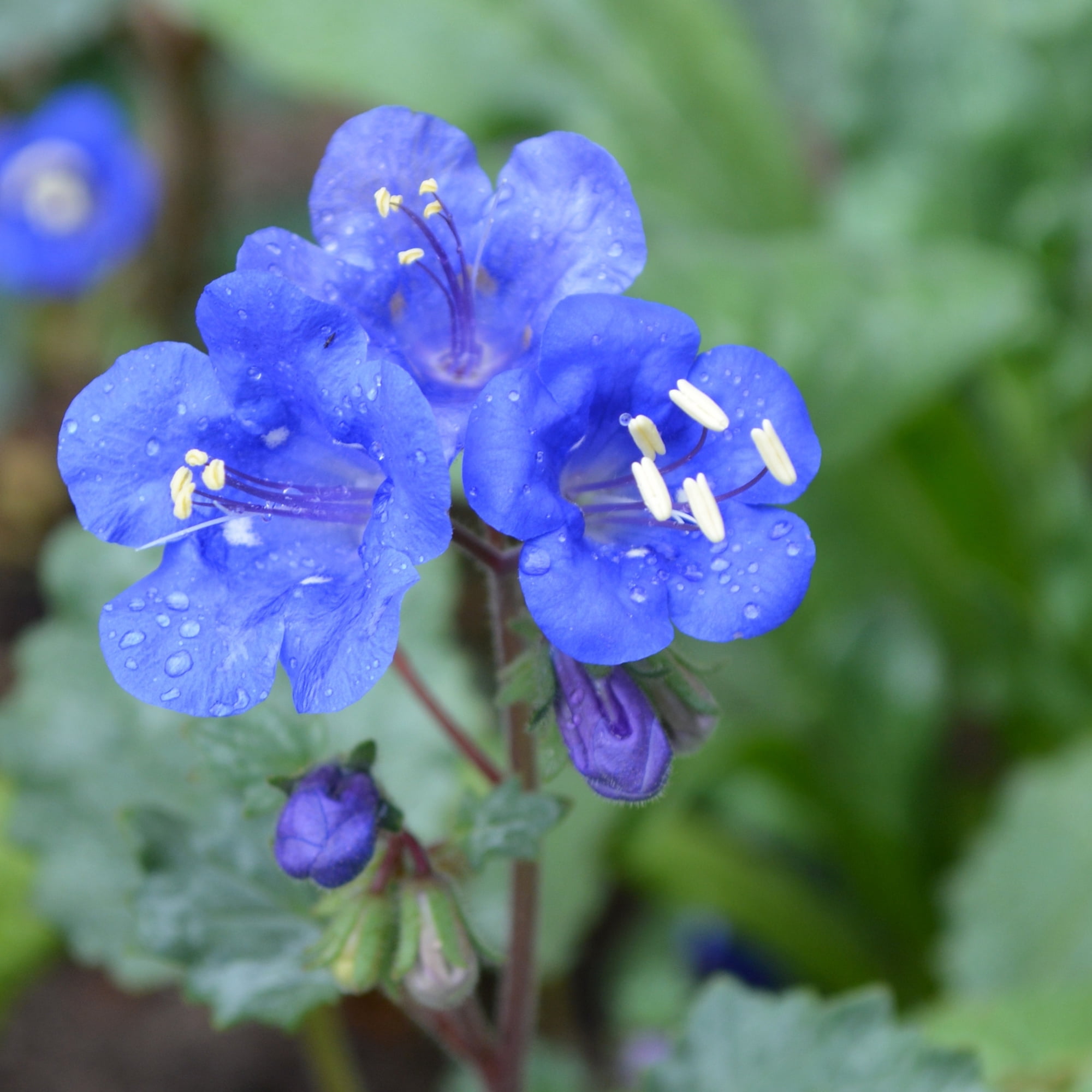 California Bluebell Phacelia 4 Oz Seeds – Phacelia campanularia – Wildflower for Bouquets or Gardens – Heat & Drought Tolerant – Full Sun Annual – 80 Days – 12–24" Tall – Royal Blue Blooms