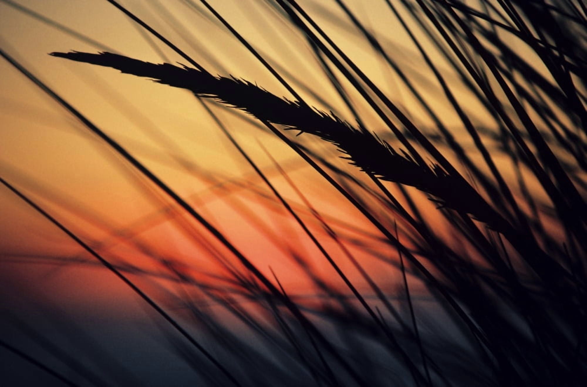 California Colorful Sunset Through Beach Grass Canvas Art - Brent Black Design Pics (17 x 11)