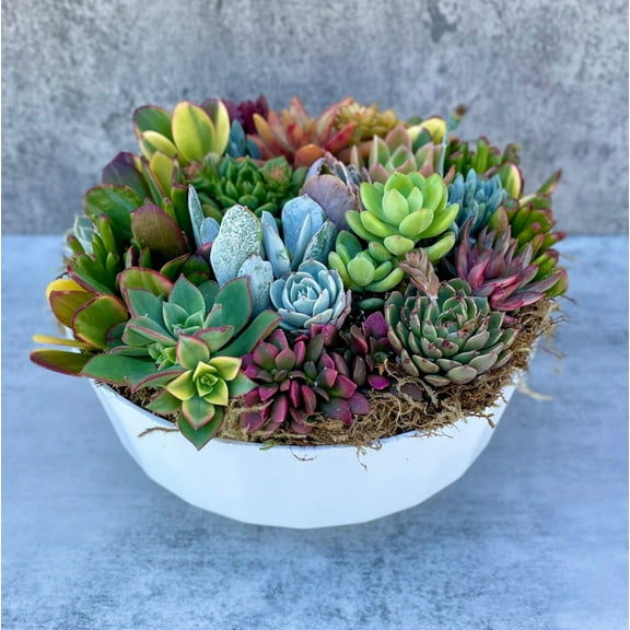 California Dreamin - Live Large Succulent Garden