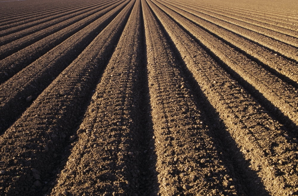 California Field Of Plowed Soil Ready For Planting Canvas Art - Larry Dale Gordon Design Pics (34 x 22)