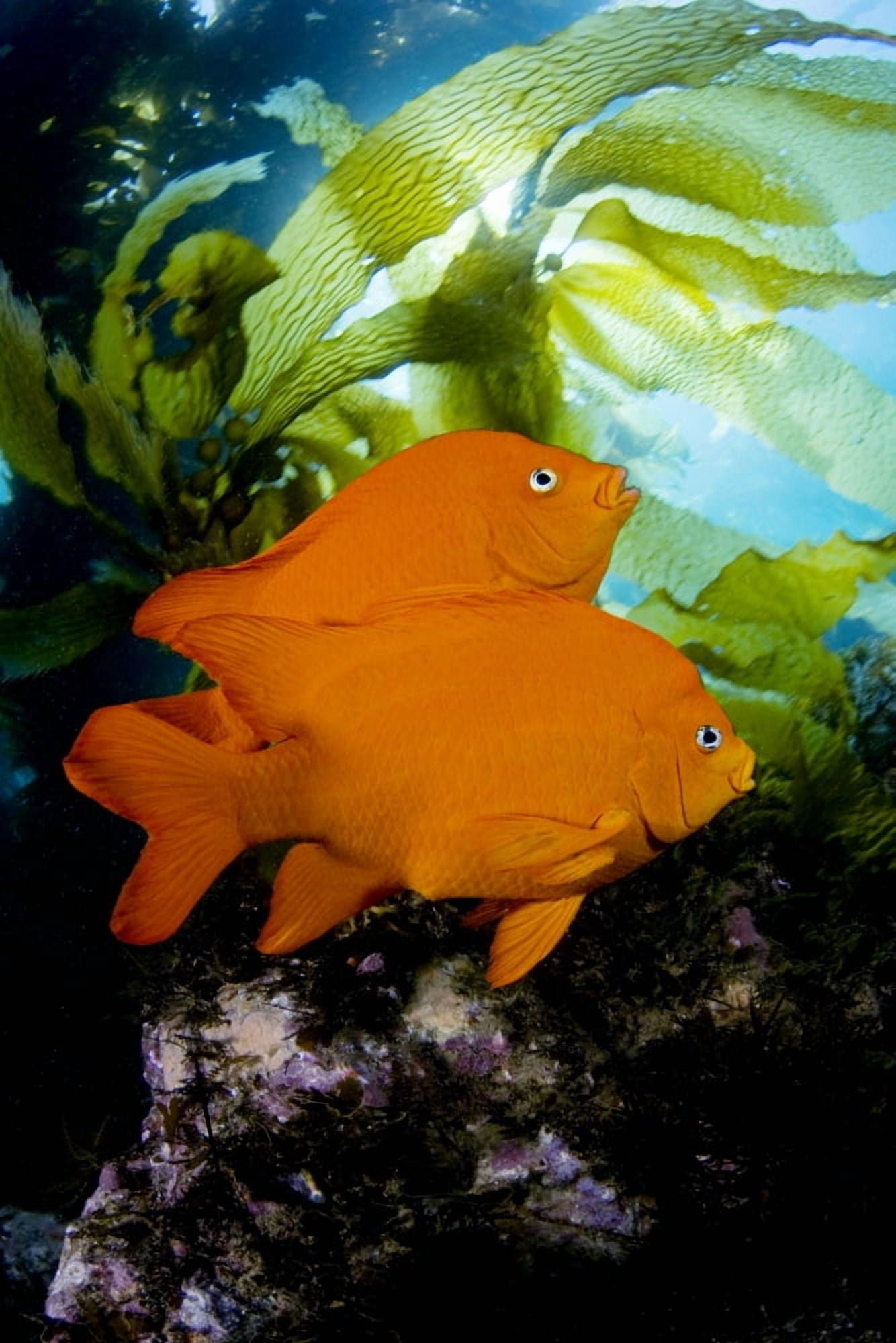 California Garibaldi (Hypsypops Rubicundus) In Kelp Forest (Macrocystis Pyrifera) Canvas Art - Dave Fleetham Design Pics (11 x 17)