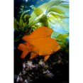thumbnail image 1 of California Garibaldi In Kelp Forest. Poster Print, 1 of 3