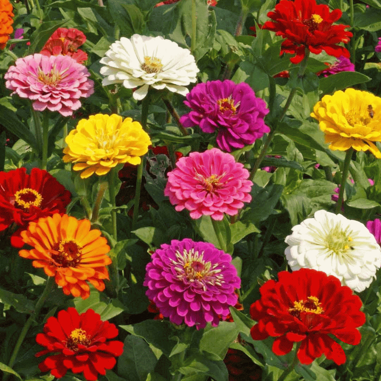 【再入荷】 California Giant Zinnia Seeds Packets - Multi Color, Sun パーツ