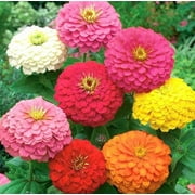 California Giant Zinnia 200+ Seeds, Beautiful Bright Crisp Colors