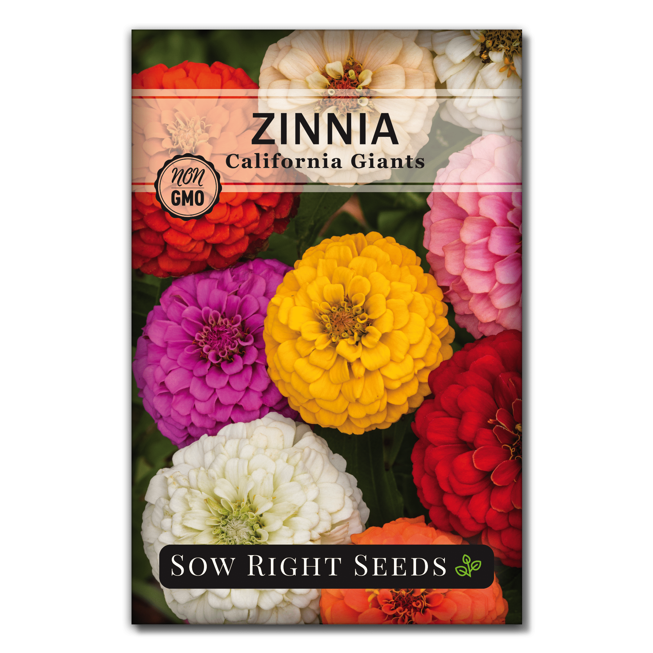California Giants Zinnia Seeds Non GMO Heirloom Varieties for