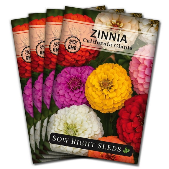 California Giants Zinnia Seeds - Non GMO Heirloom Varieties for your Flower Garden - 4 Pack