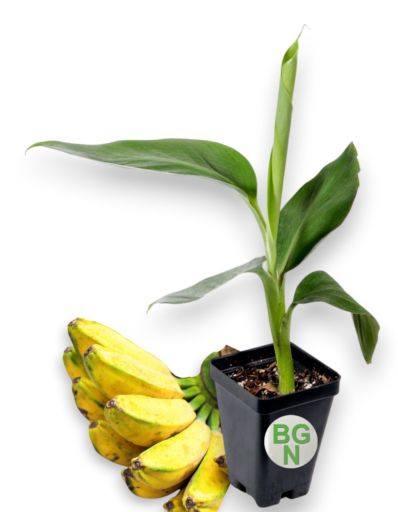 California Gold Banana Plant - Super Cold Hardy Banana - Live