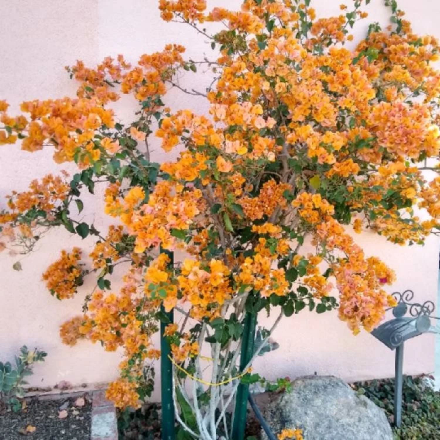 California Gold Bougainvillea Vine Starter Plant, California Gold