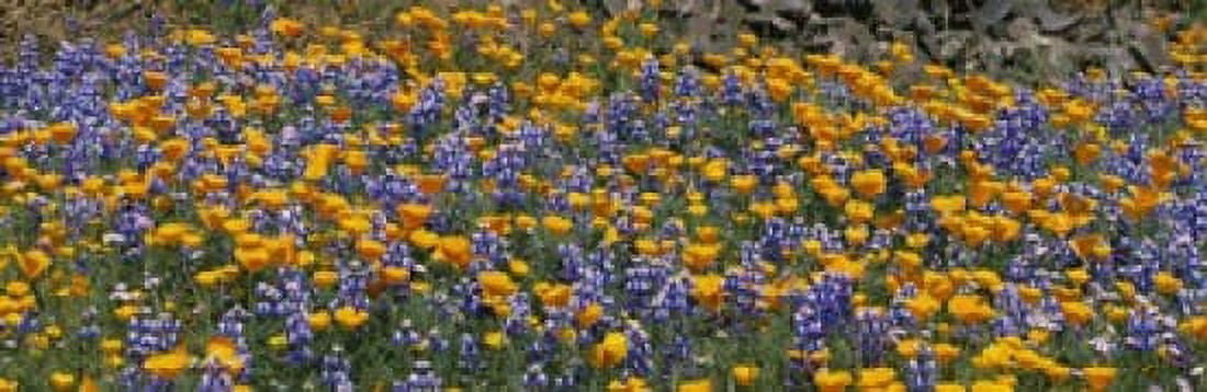 California Golden Poppies (Eschscholzia californica) and Bush Lupines (Lupinus albifrons) Table Mountain California USA Canvas Art - Panoramic Images (18 x 6)