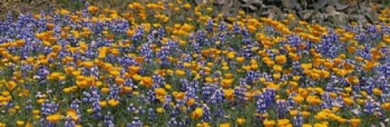 California Golden Poppies (Eschscholzia californica) and Bush Lupines (Lupinus albifrons) Table Mountain California USA Canvas Art - Panoramic Images (36 x 12)