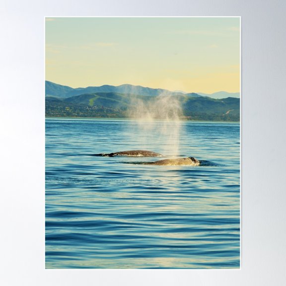 California Gray Whale Poster Wall Art, Modern Wall Decor For Living Room Bedroom, 16x24 UNFRAMED