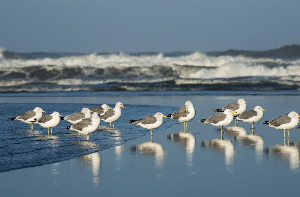 California Gulls (Larus Californicus) Rest On A Beach Ilwaco Washington United States Of America Canvas Art - Robert L Potts Design Pics (38 x 24)