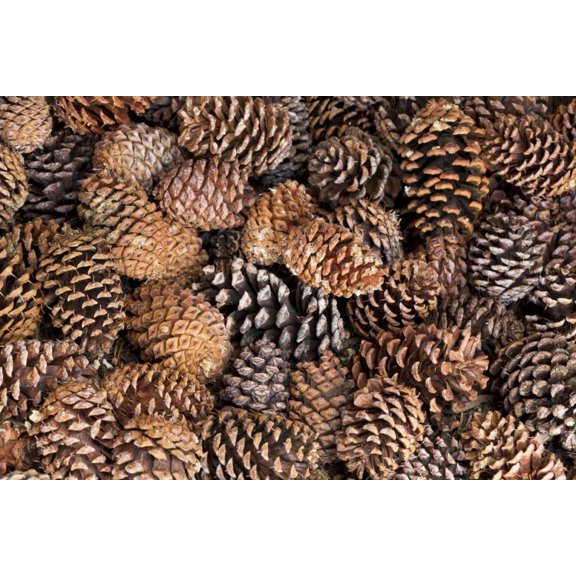 California, Inyo NF Bristlecone tree pine cones by Don Paulson (24 x 18)