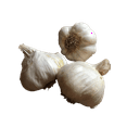 California Jumbo Garlic, 3 Bulbs. Great for Fall Planting! Non GMO