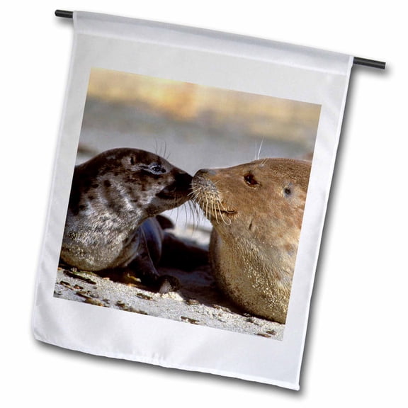 3dRose, California, La Jolla, harbor seals - US05 BJA0169 - Jaynes Gallery, 18 x 27 inch Garden Flag