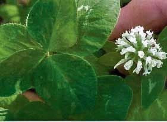 California Ladino Clover Seed - 1 Lb.