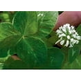 thumbnail image 1 of California Ladino Clover Seed - 1 Lb., 1 of 1