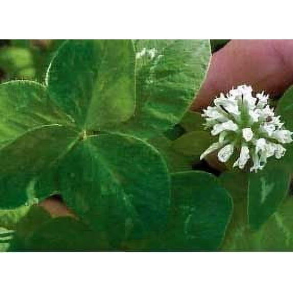 California Ladino Clover Seed - 20 Lbs.