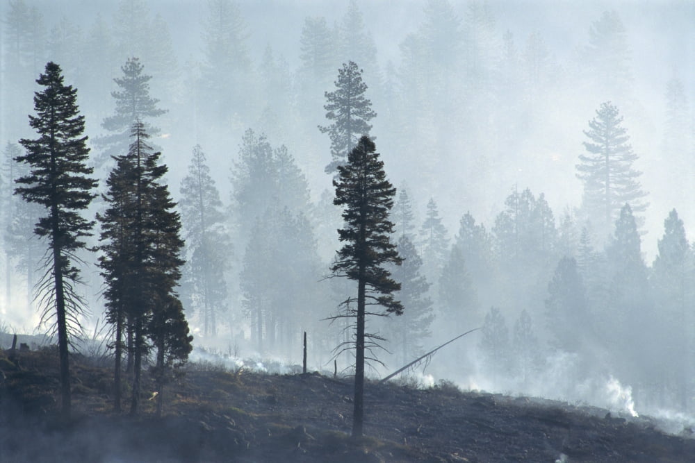 California Lassen National Forest View Of Trees Through Smoke From Burn Logged Forest Canvas Art - Greg Vaughn Design Pics (19 x 12)