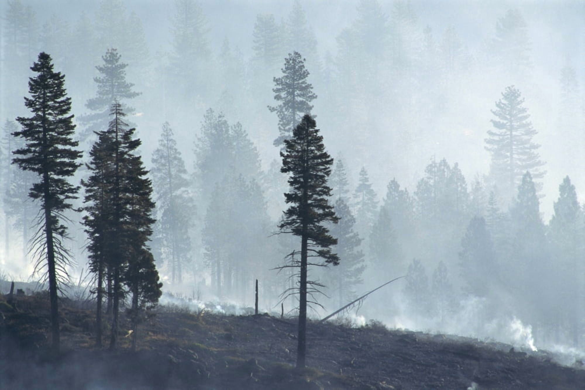 California Lassen National Forest View Of Trees Through Smoke From Burn Logged Forest Canvas Art - Greg Vaughn Design Pics (38 x 24)