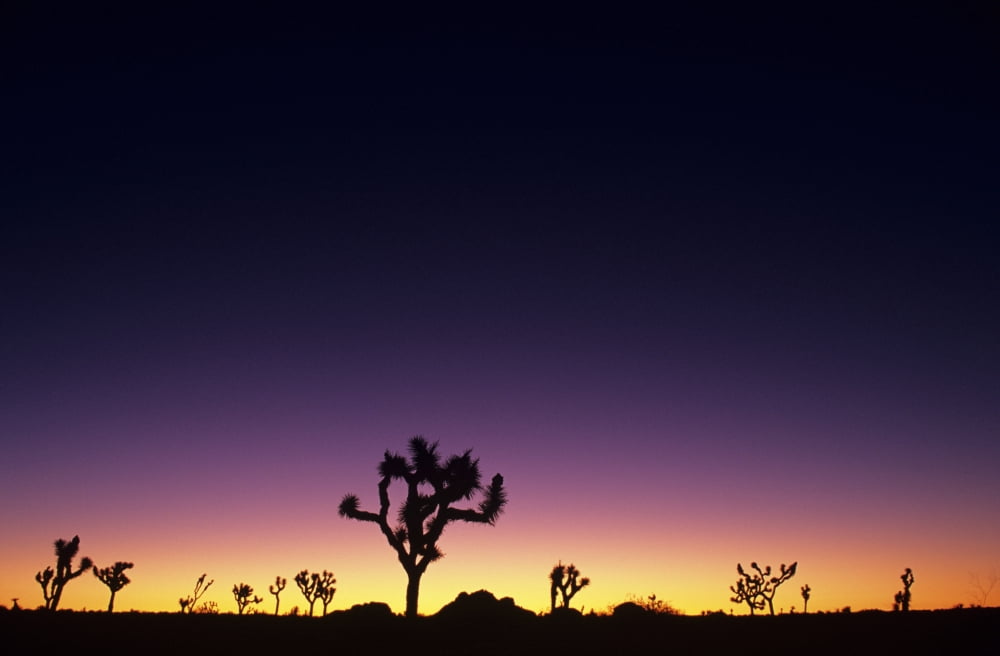 California Mojave Desert Joshua Tree National Park Joshua Trees Silhouetted At Dawn Canvas Art - Greg Vaughn Design Pics (17 x 11)