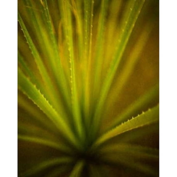 California Monocot Poster Print by Todd France (10 x 12)