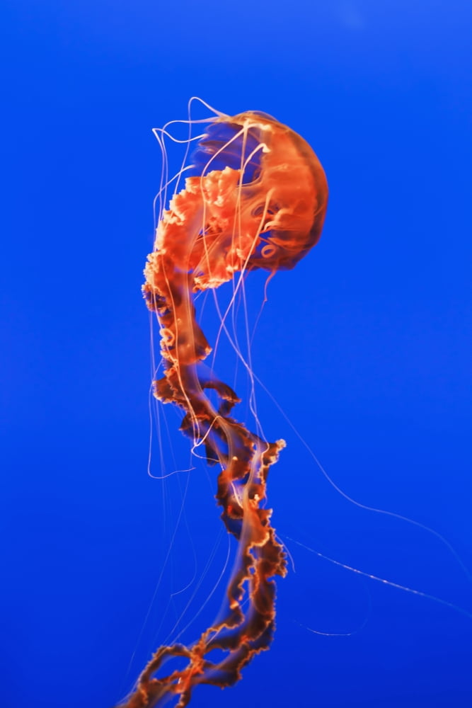 California Monterey An orange Jellyfish (Cnidarian) in the Monterey Aquarium Canvas Art - MakenaStockMedia Design Pics (24 x 38)