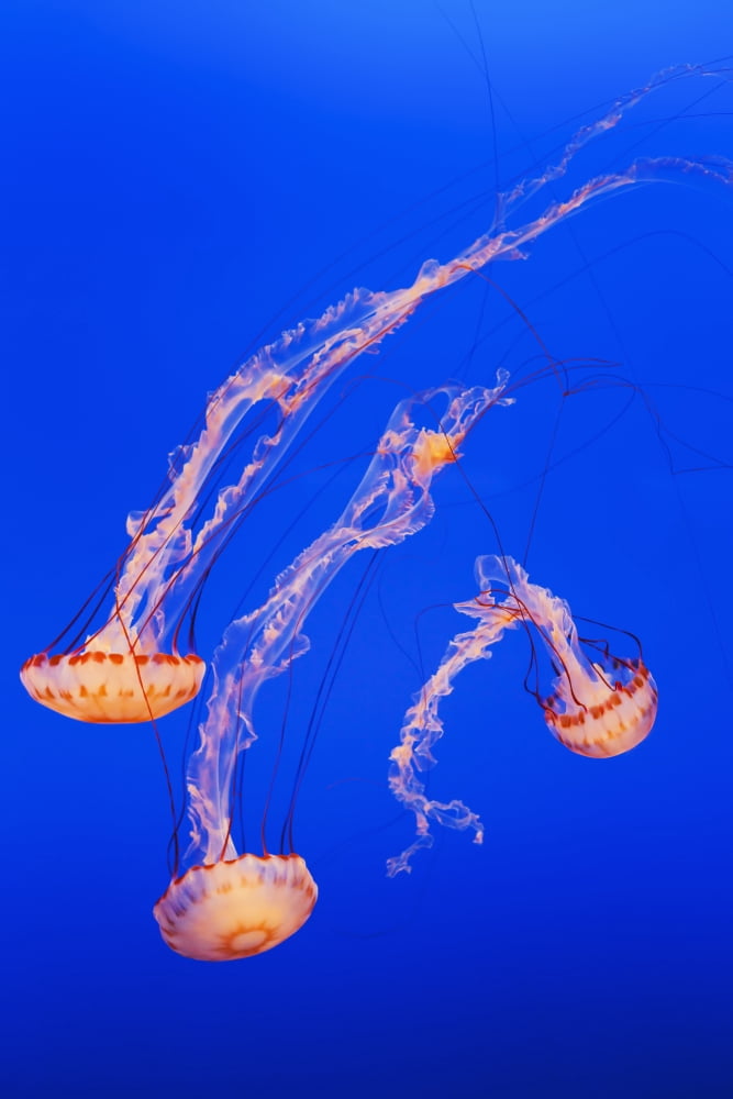 California Monterey Three orange Jellyfish (Cnidarian) in the Monterey Aquarium Canvas Art - MakenaStockMedia Design Pics (12 x 18)