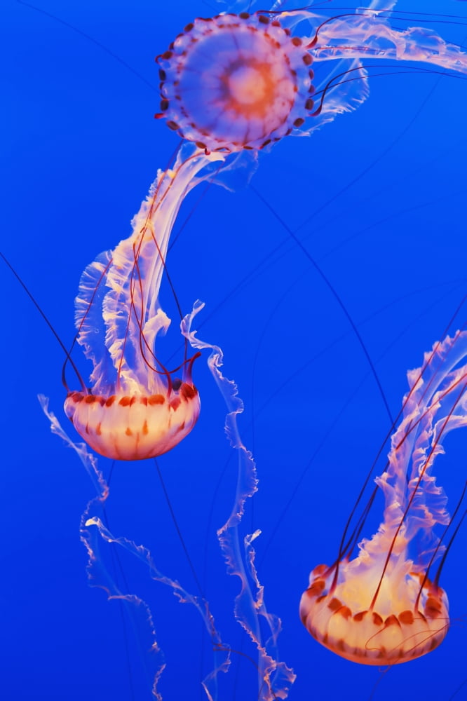 California Monterey Three orange Jellyfish (Cnidarian) in the Monterey Aquarium Canvas Art - MakenaStockMedia  Design Pics (24 x 38)