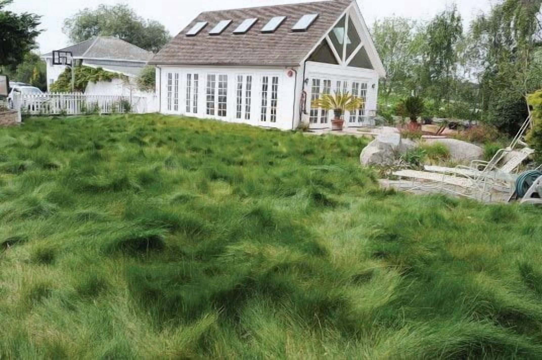 California Native Grass Seed Mix - 5 lb - Covers 2,000 Sq Ft