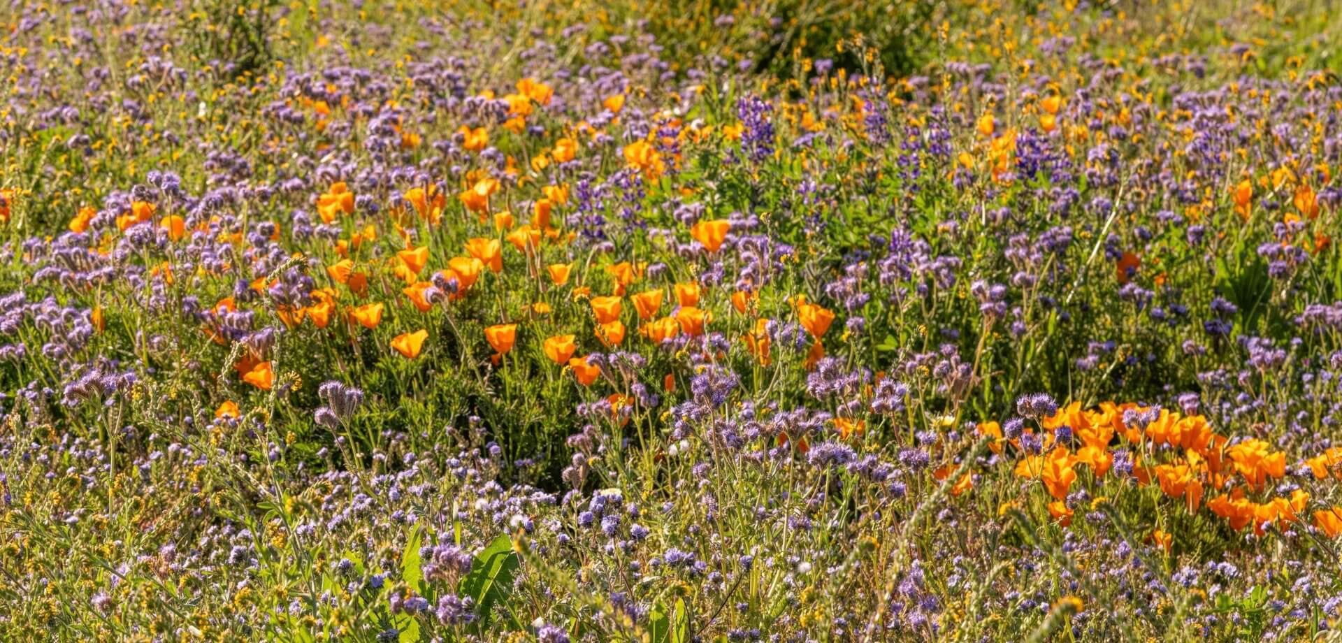 Nature's Seed California Native Wildflower Mix - 0.5 Lb