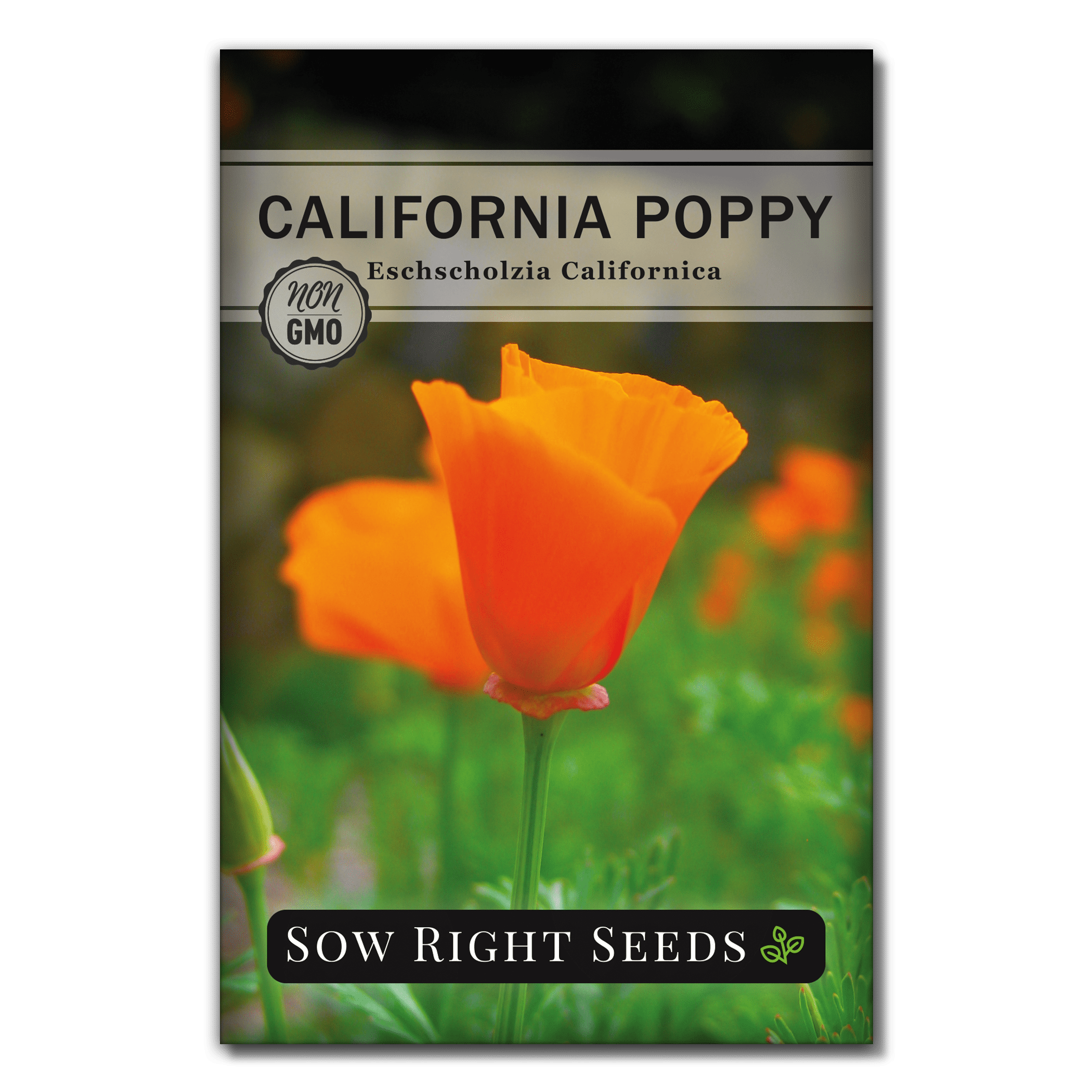 California Orange Poppy Seeds Non GMO Heirloom Varieties for Planting
