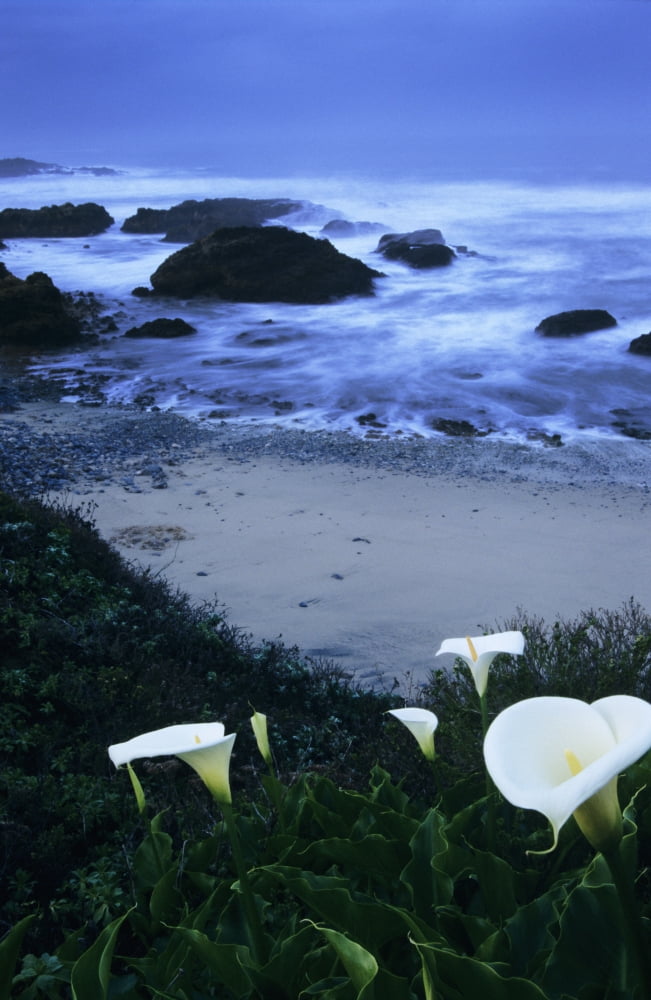 California Pescadero Calla Lilies Along Coastline Beach And Ocean In Background Canvas Art - Bill Brennan  Design Pics (22 x 36)