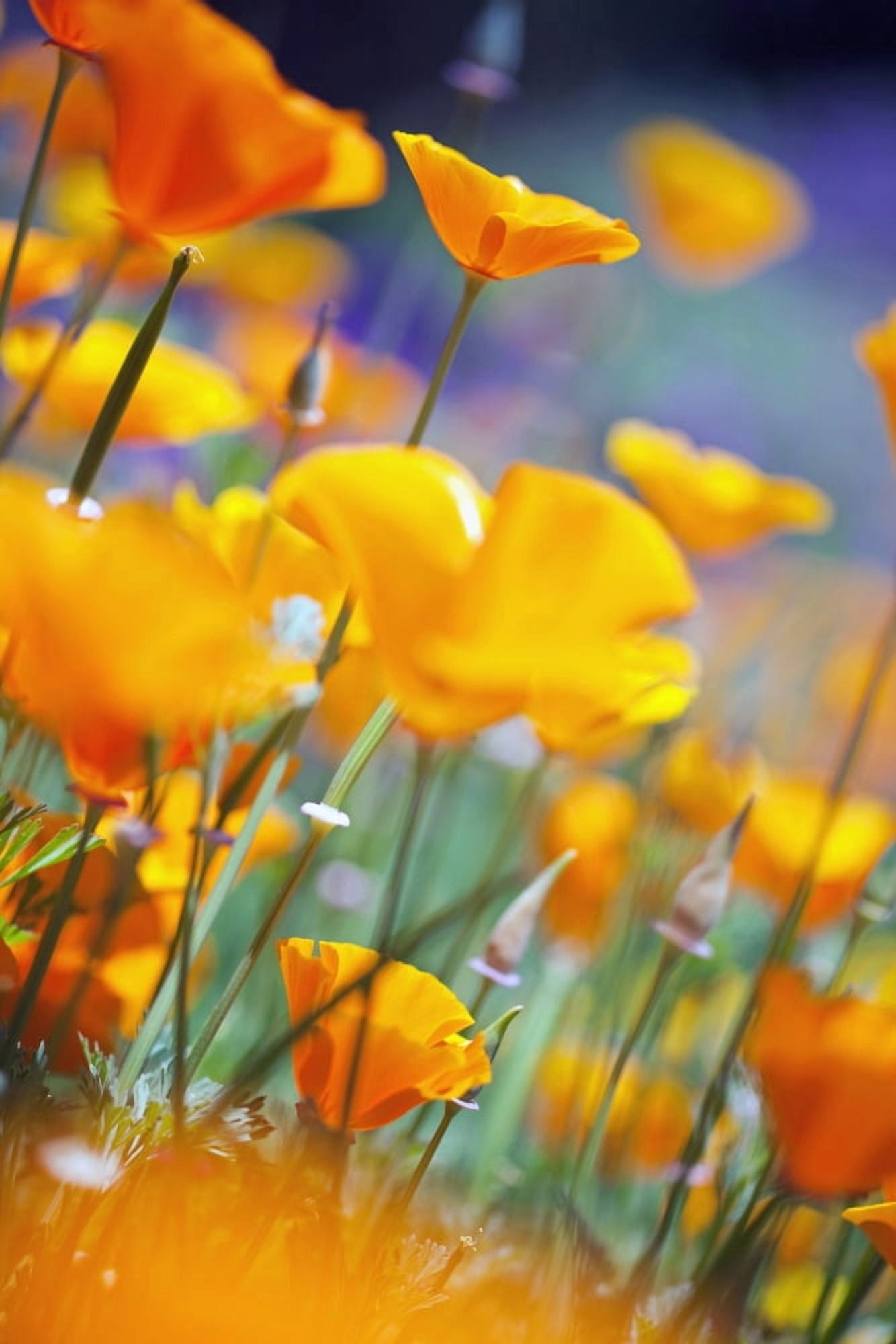 California Poppies Canvas Art - Craig Tuttle Design Pics (12 x 19)