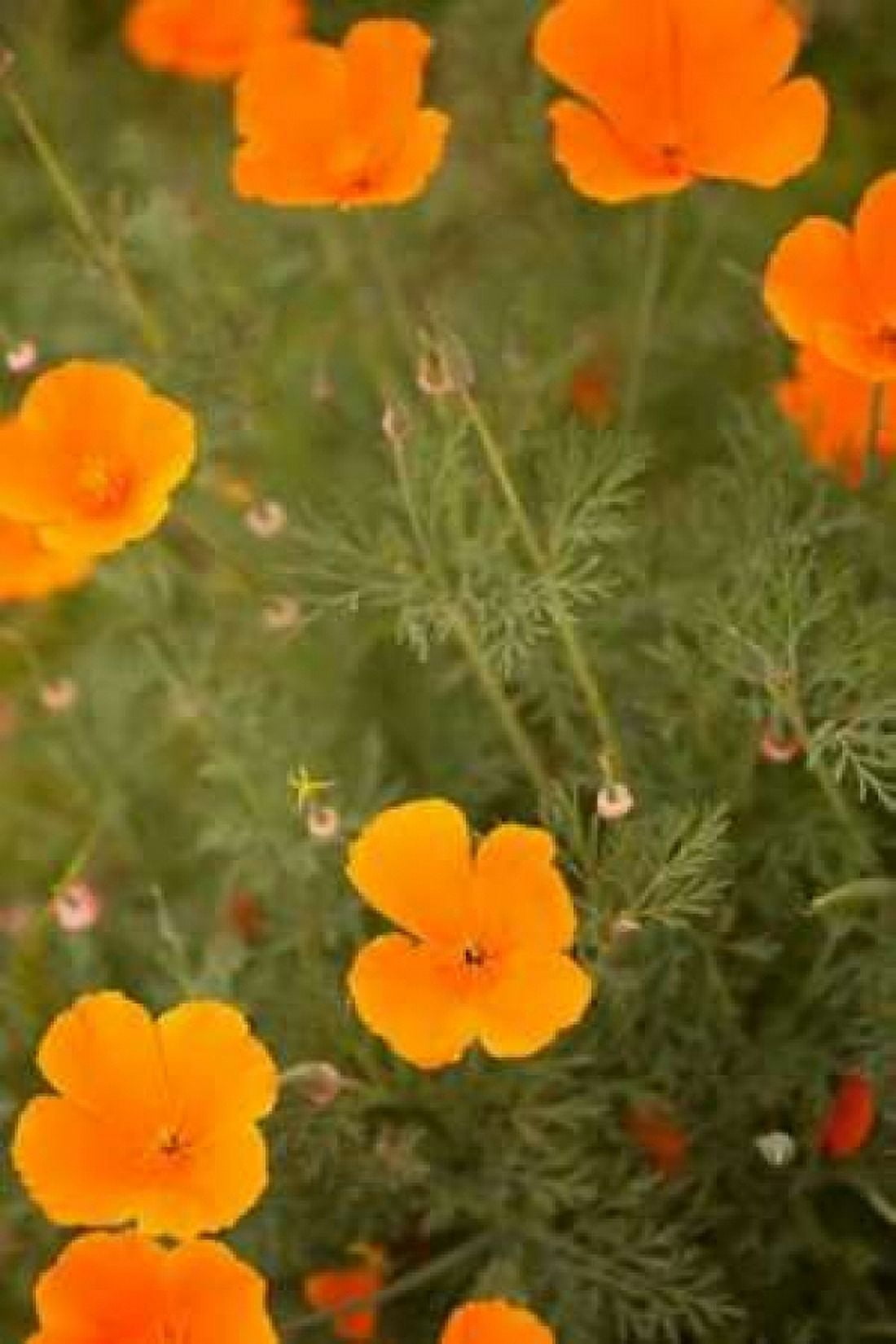 California Poppies I Canvas Art - Karyn Millet (24 x 36)