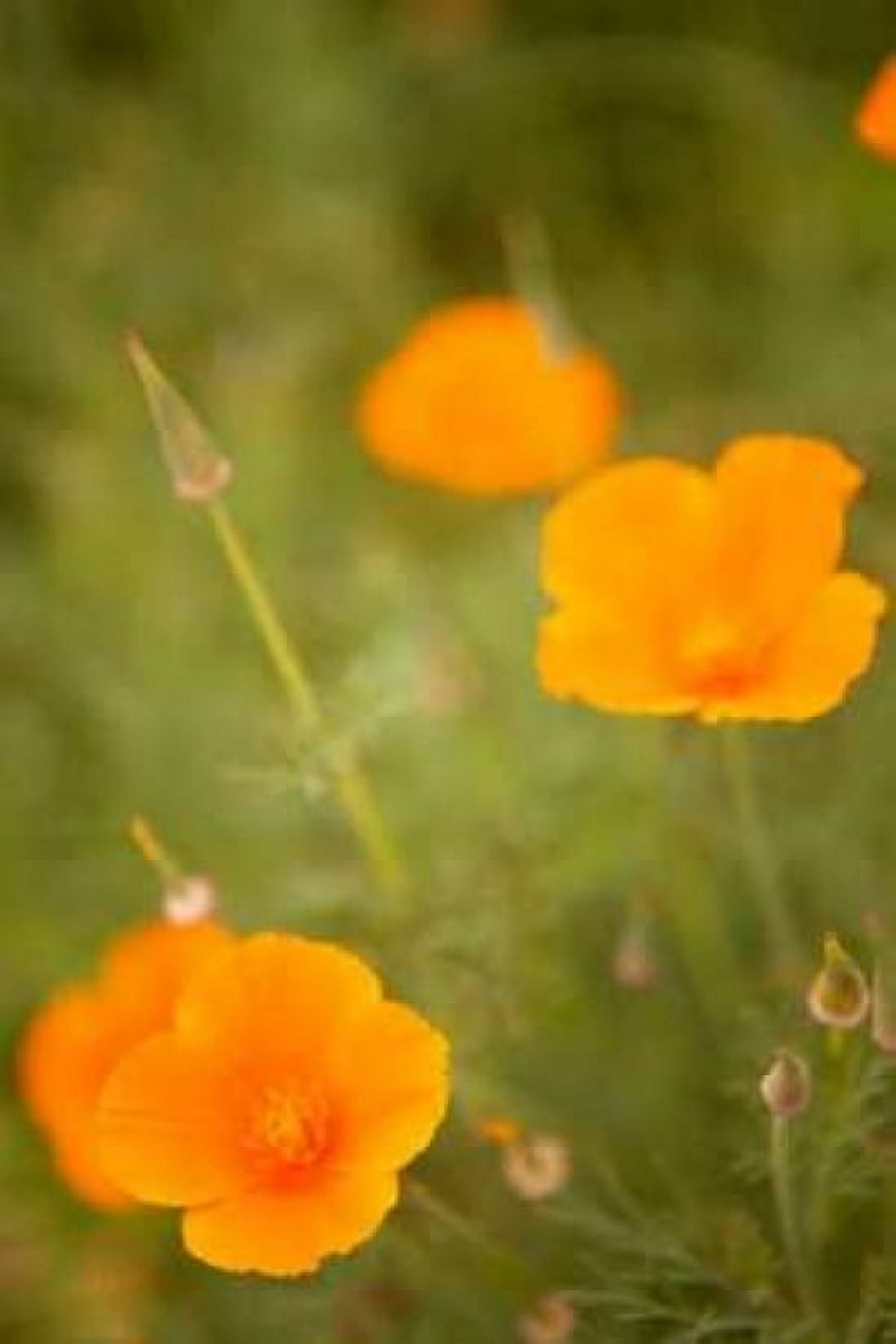 California Poppies II Canvas Art - Karyn Millet (24 x 36)
