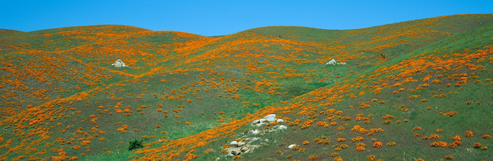 California Poppies Spring Wildflowers Antelope Valley California Canvas Art - Panoramic Images (27 x 9)