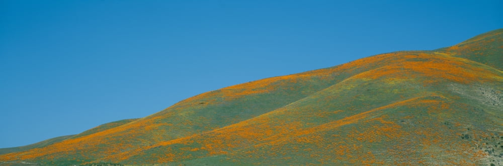 California Poppies and Wildflowers near Gorman California Canvas Art - Panoramic Images (27 x 9)