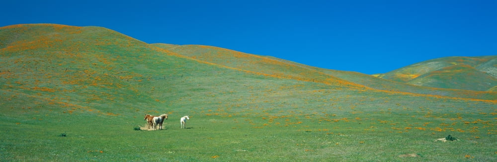 California Poppies and Wildflowers near Gorman California Canvas Art - Panoramic Images (36 x 12)