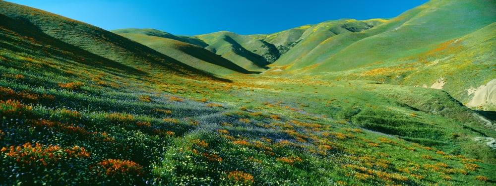 California Poppies and Wildflowers near Gorman California Canvas Art - Panoramic Images (36 x 12)