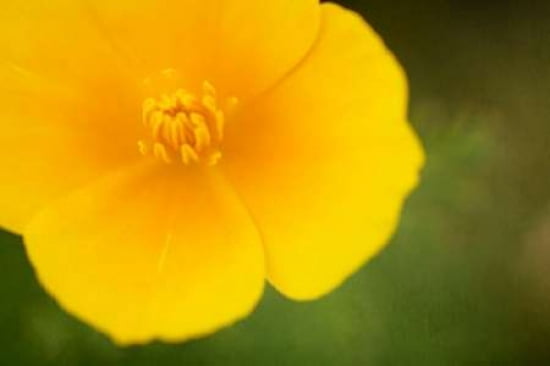 California Poppy Canvas Art - Roberta Murray (12 x 18)