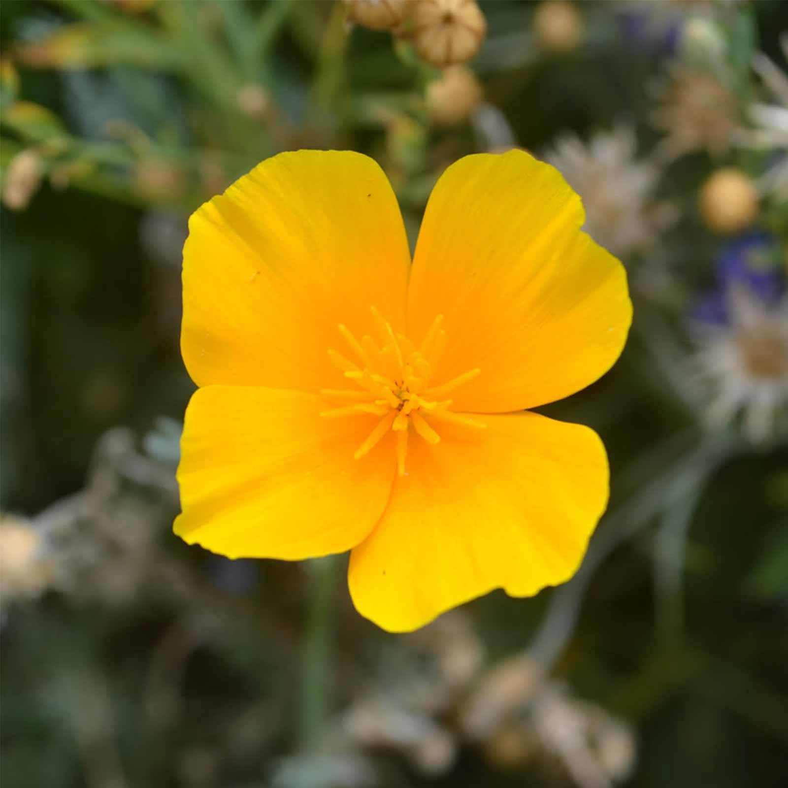 California Poppy Flower Seeds - 4 Oz - Wildflower Garden Seeds - Eschscholtzia californica by Mountain Valley Seed Co