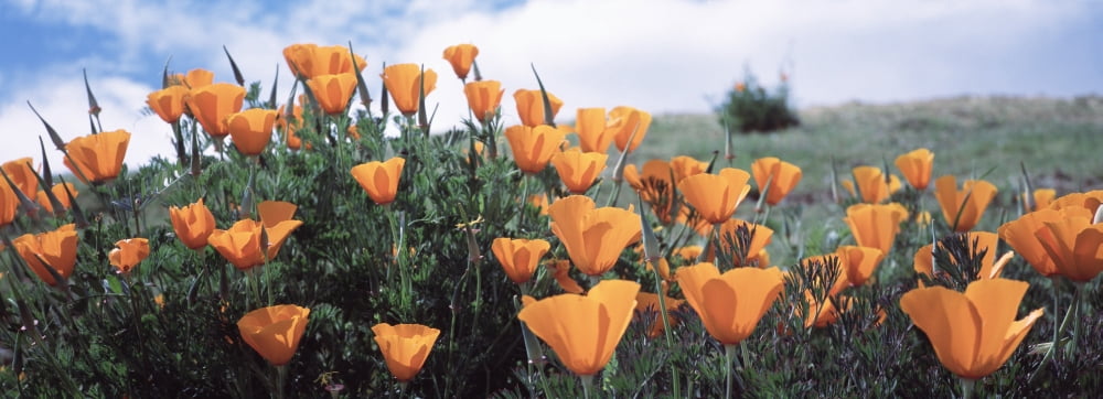 California Poppy Napa Valley CA Canvas Art - Panoramic Images (27 x 9)