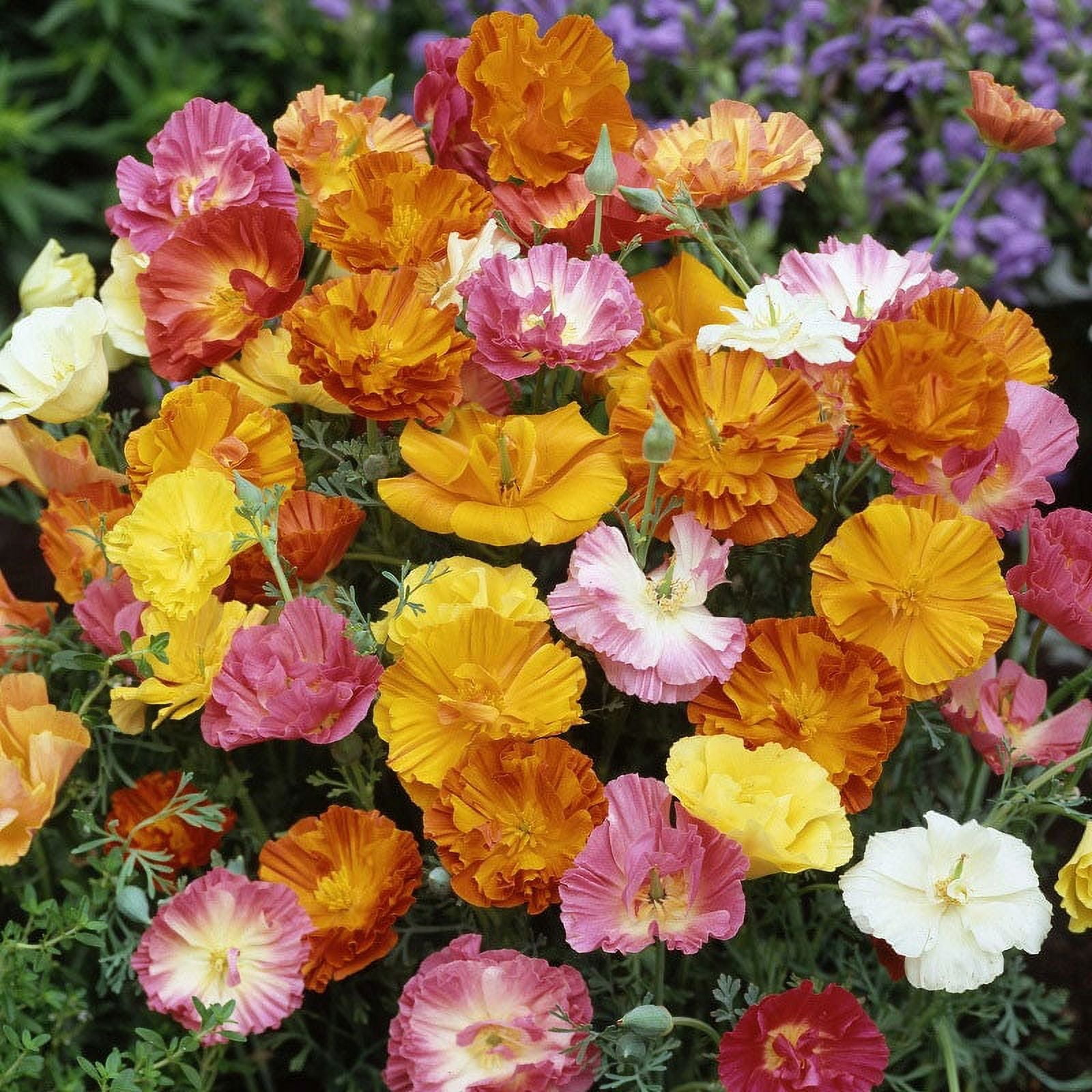 California Poppy Seeds Ballerina Mix Packet Pink/Yellow/Red