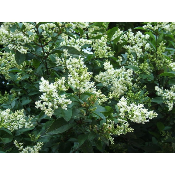 California Privet Ligustrum Ovalifolium- Evergreen Shrub for Hedges, Screens & Privacy- Fast-Growing, Fragrant, Deer Resistant, Container Friendly- Well-Drained Soil 10 Gallon