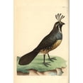 thumbnail image 1 of California Quail, Callipepla Californica Poster Print By ® Florilegius Mary Evans (18 X 24), 1 of 4