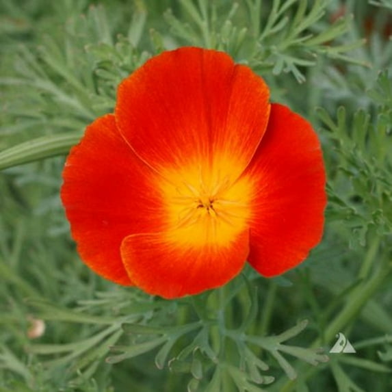 California Red Chief Poppy Seeds 100ct - Vibrant Blooms for Your Garden!