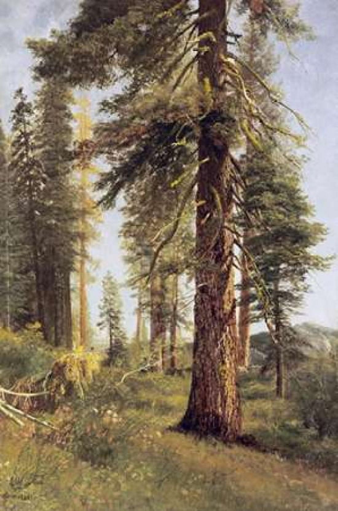 California Redwoods Canvas Art - Albert Bierstadt (12 x 18)